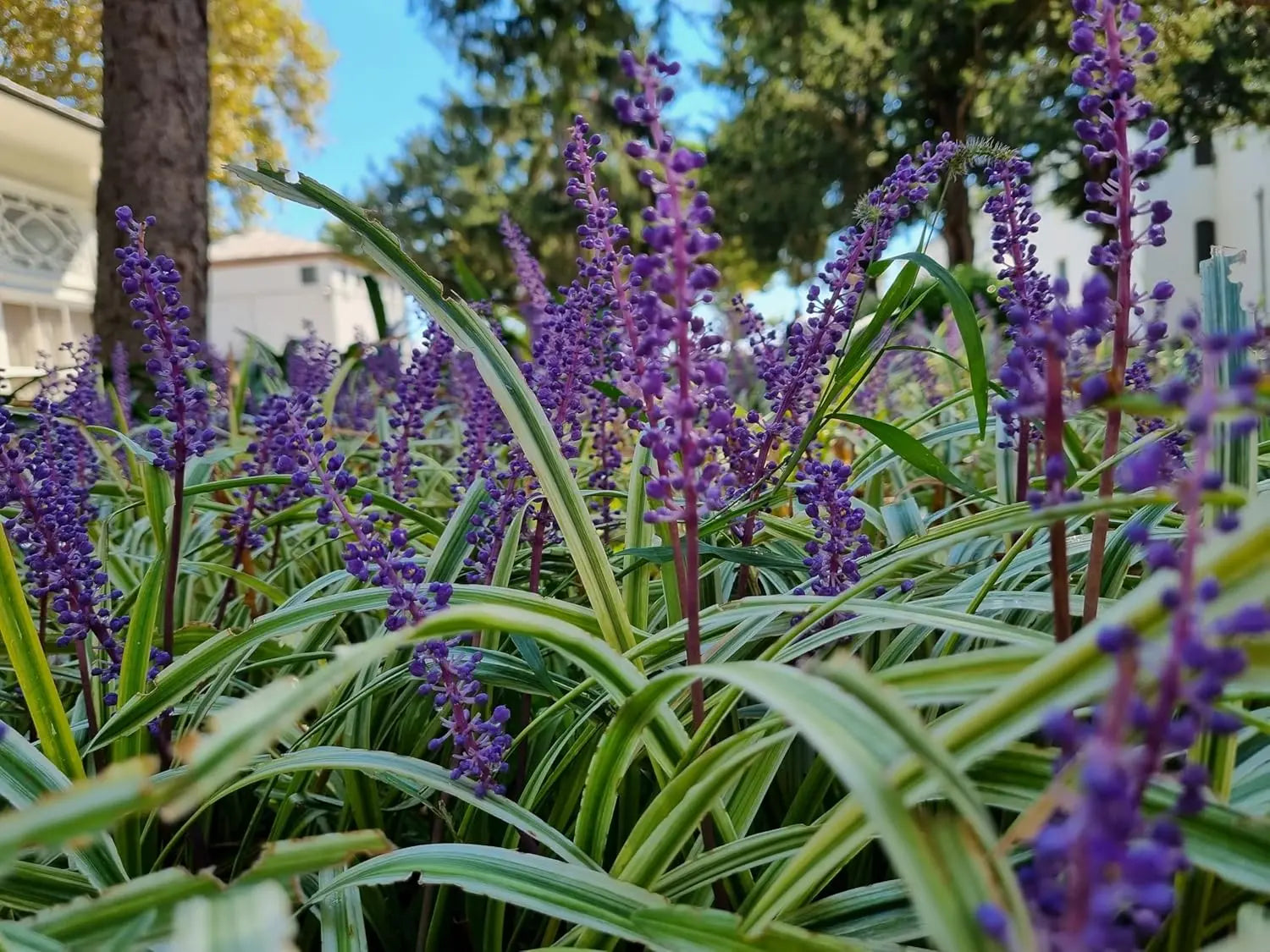 Bunte Lilientraube Liriope muscari 'Goldbanded' Staude, gelbe und grüne Blätter, wächst in einem Garten.