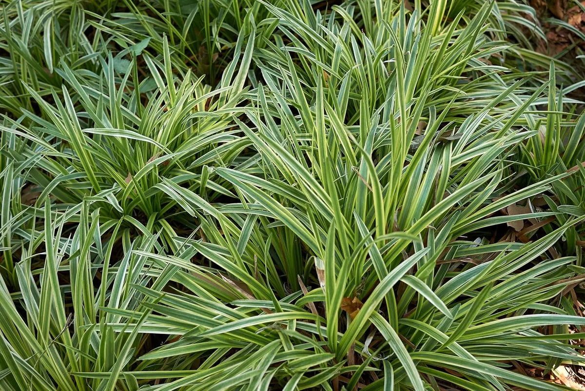 Bunte Lilientraube Liriope muscari 'Goldbanded' Staude mit gelben und grünen Blättern, Stauden Gänge, Nahaufnahme