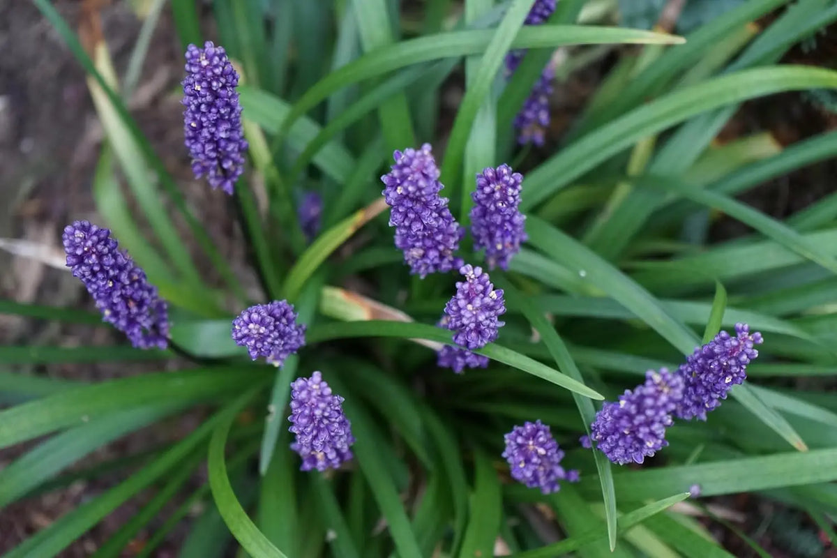 Liriope muscari 'Ingwersen' Staude mit lilienähnlichen Blüten in lila, wächst als Zierstaude in Gärten.