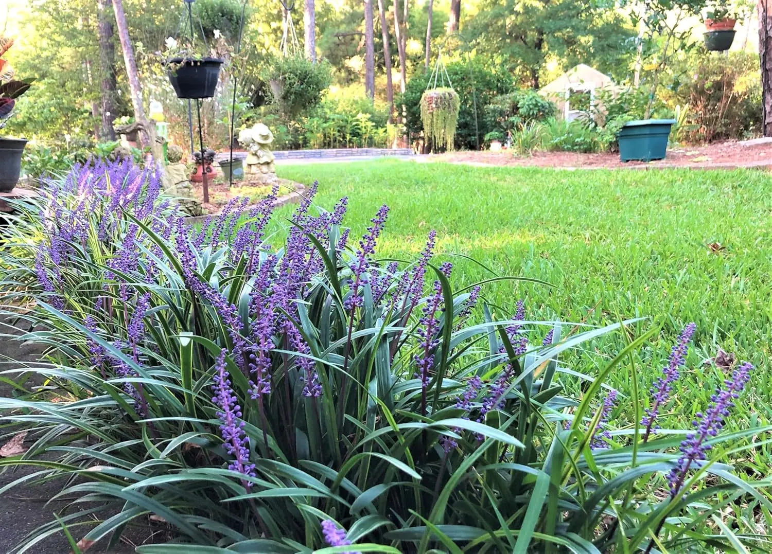 Liriope muscari 'Ingwersen', Lilientraube, Staude von Stauden Gänge mit blauen, lilafarbenen Blüten in Garten.
