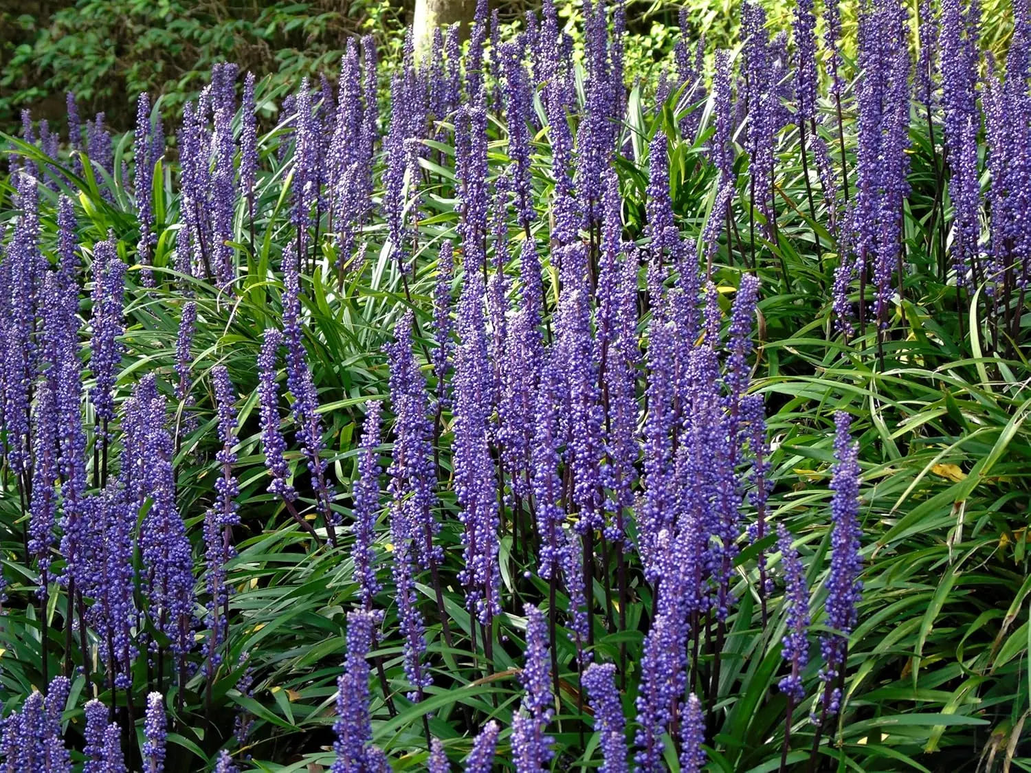Liriope muscari 'Ingwersen' Staude mit lilienähnlichen Blüten in lila, wächst als Zierpflanze in Garten.