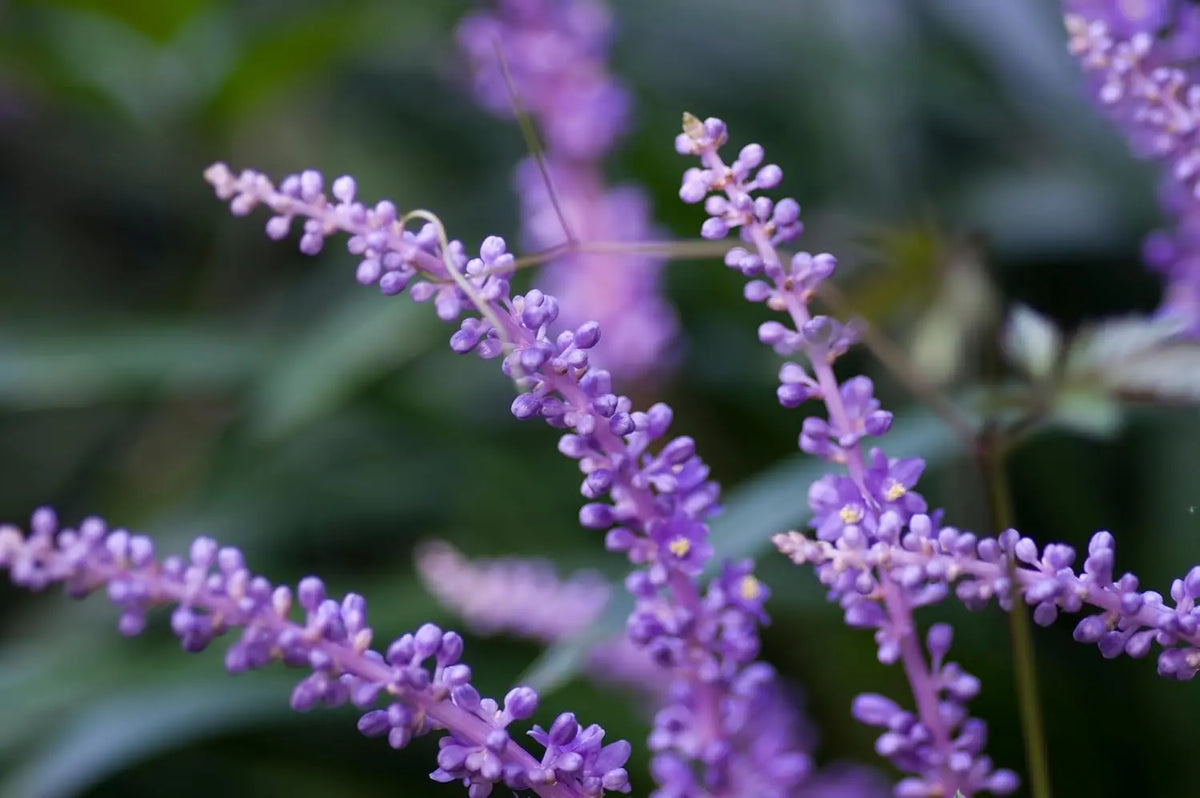 Liriope muscari 'Ingwersen' Staude mit lilienähnlichen blauen Blüten, gedeiht als Bodendecker in Gartenanlagen