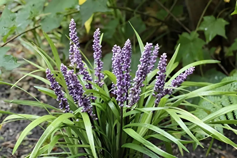 Liriope muscari 'Lilac Wonder', eine Staude mit lilafarbenen Blüten, gepflanzt in einem Garten, von Stauden Gänge.