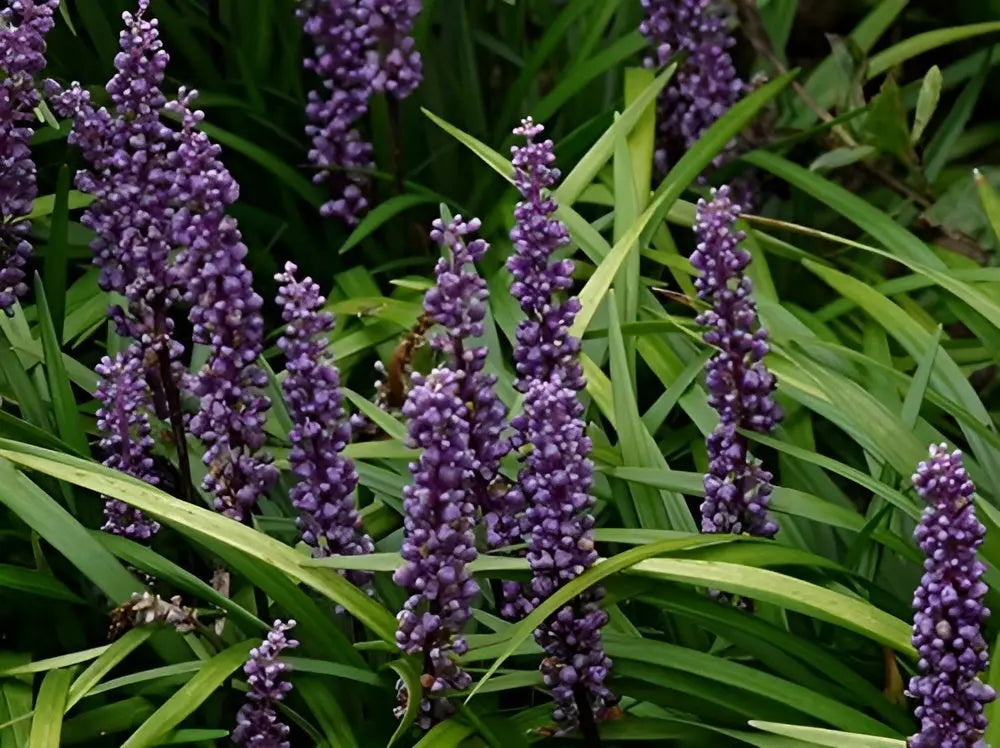 Liriope muscari 'Lilac Wonder', Staude von Stauden Gänge, mit lilafarbenen Blüten und schmalen grünen Blättern.