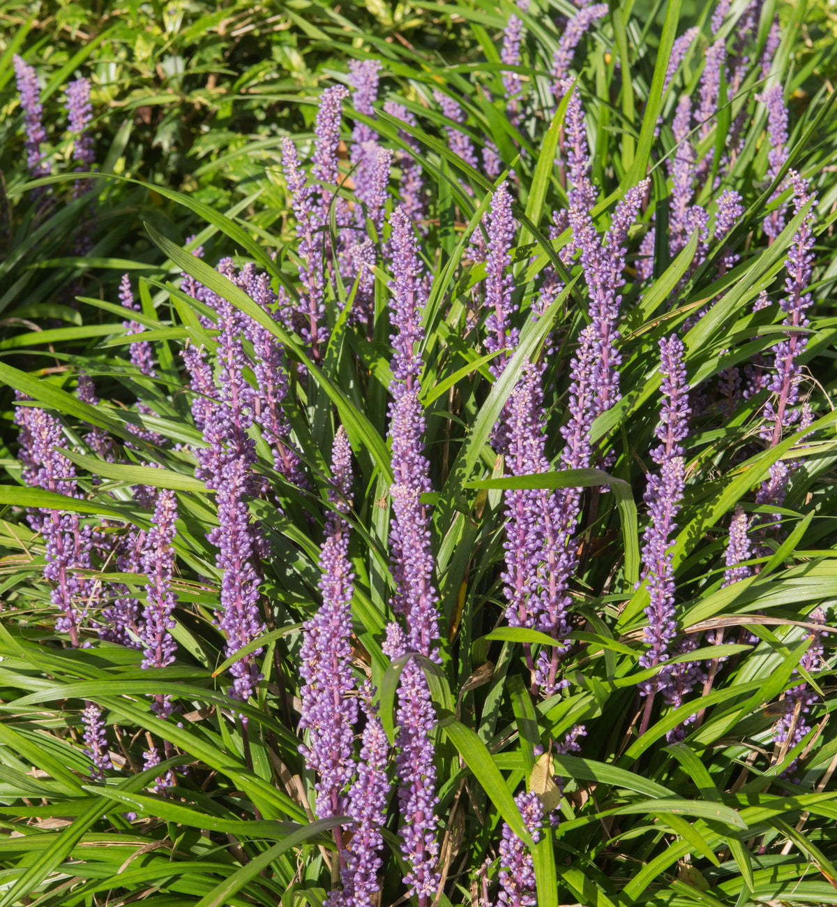 Liriope muscari 'Lilac Wonder', Lilientraube, Staude mit lila Blüten, von Stauden Gänge, detailreiche Aufnahme der Staude