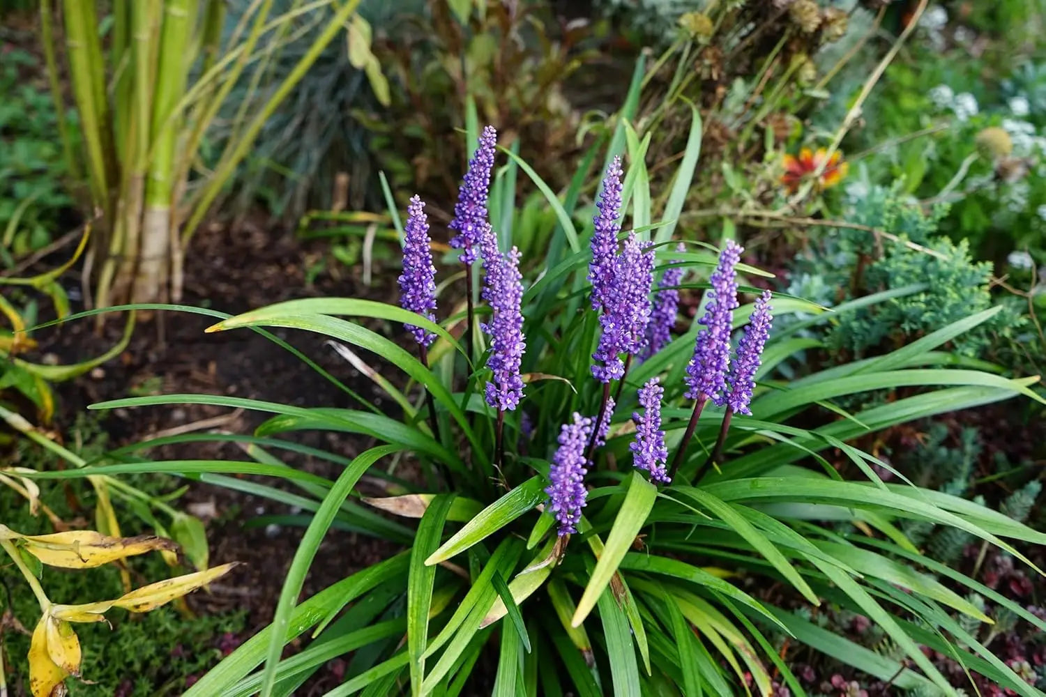 Liriope muscari 'Moneymaker' Staude mit lilienartigem Blütenstand in einem Garten, von Stauden Gänge.