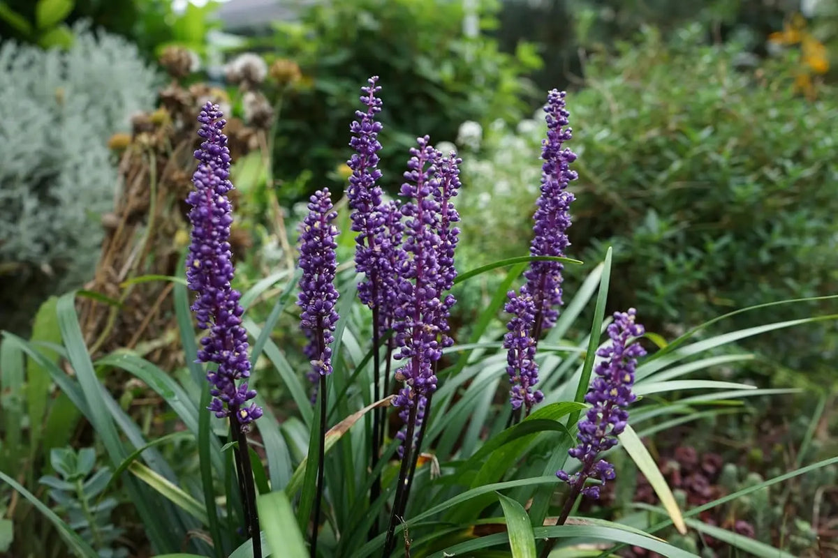 Liriope muscari 'Moneymaker' Staude mit lilienähnlichen Blüten in einem Garten, von Stauden Gänge.