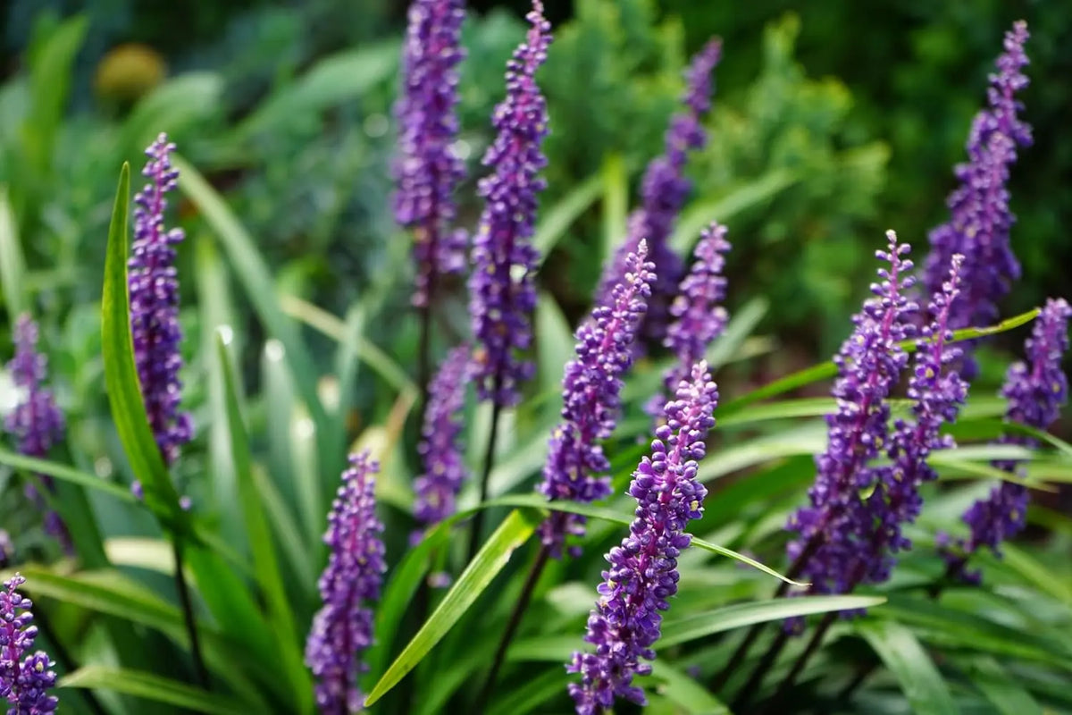 Liriope muscari 'Moneymaker' Lilientraube, blühende Staude mit lilafarbenen Trauben, von Stauden Gänge, Nahaufnahme der Pflanze