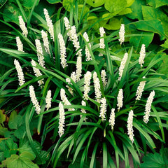 Weiße Liriope muscari 'Monroe White' Staude von Stauden Gänge, mit schmalen Blättern und weißen Blütenrispen.
