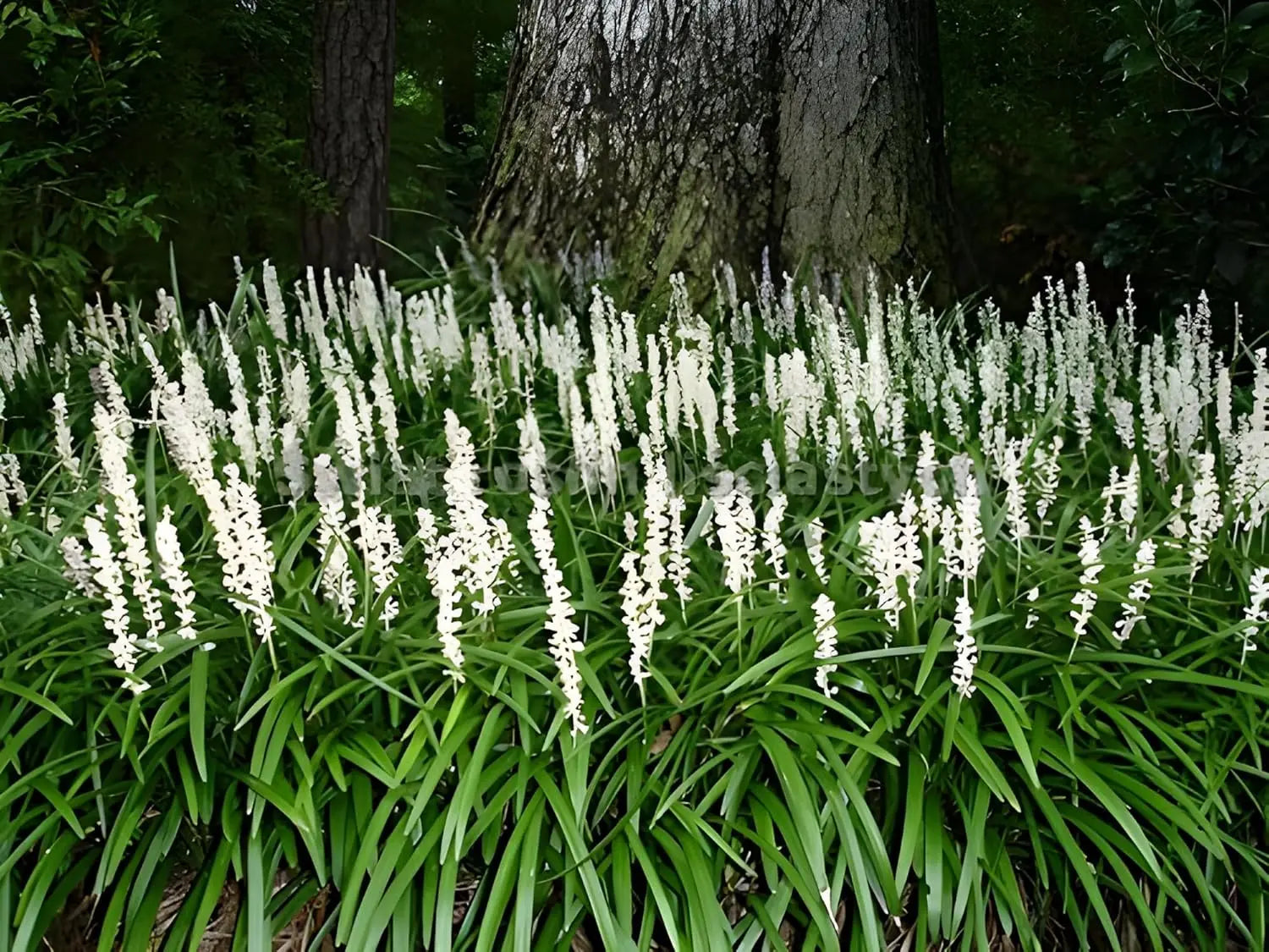 Weiße Liriope muscari 'Monroe White' Staude von Stauden Gänge, zeigt die blühende Lilientraube in natürlicher Umgebung.
