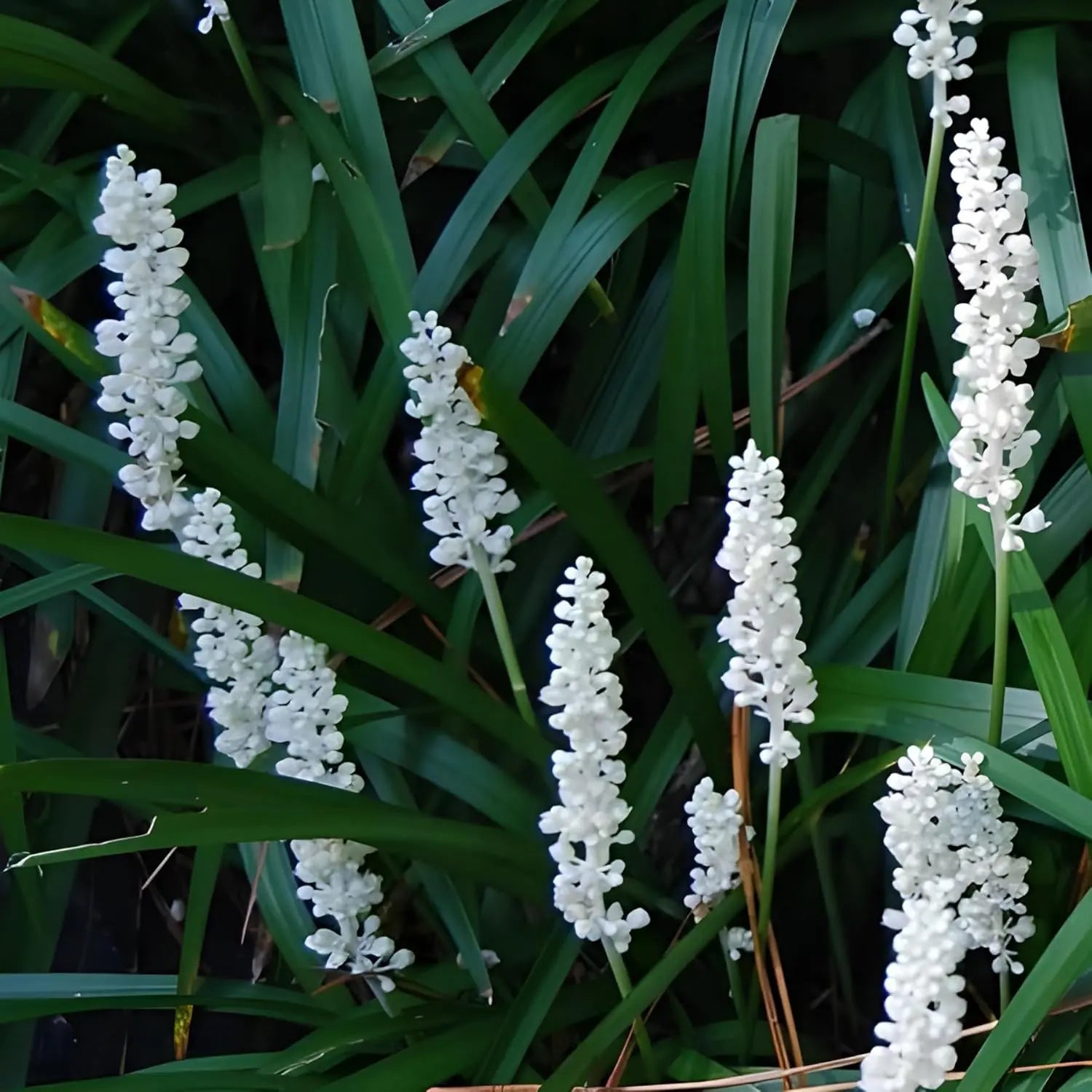 Weiße Liriope muscari 'Monroe White' Staude von Stauden Gänge, mit schmalen Blättern und weißen Blüten, die im Frühjahr blühen.