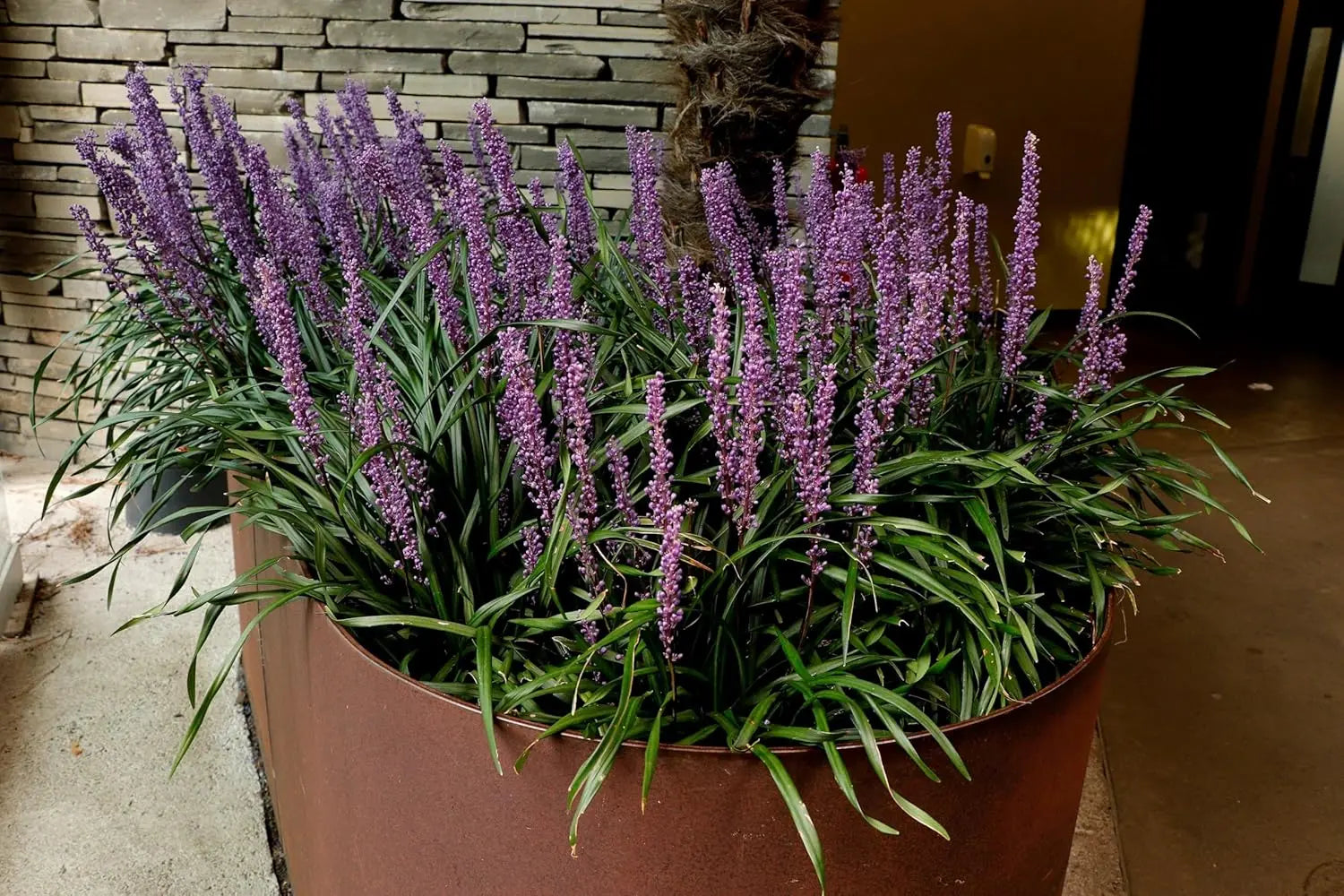 Liriope muscari 'Purple Passion' Staude von Stauden Gänge, violette Lilientraube, schöne Bodendeckerpflanze, Nahaufnahme