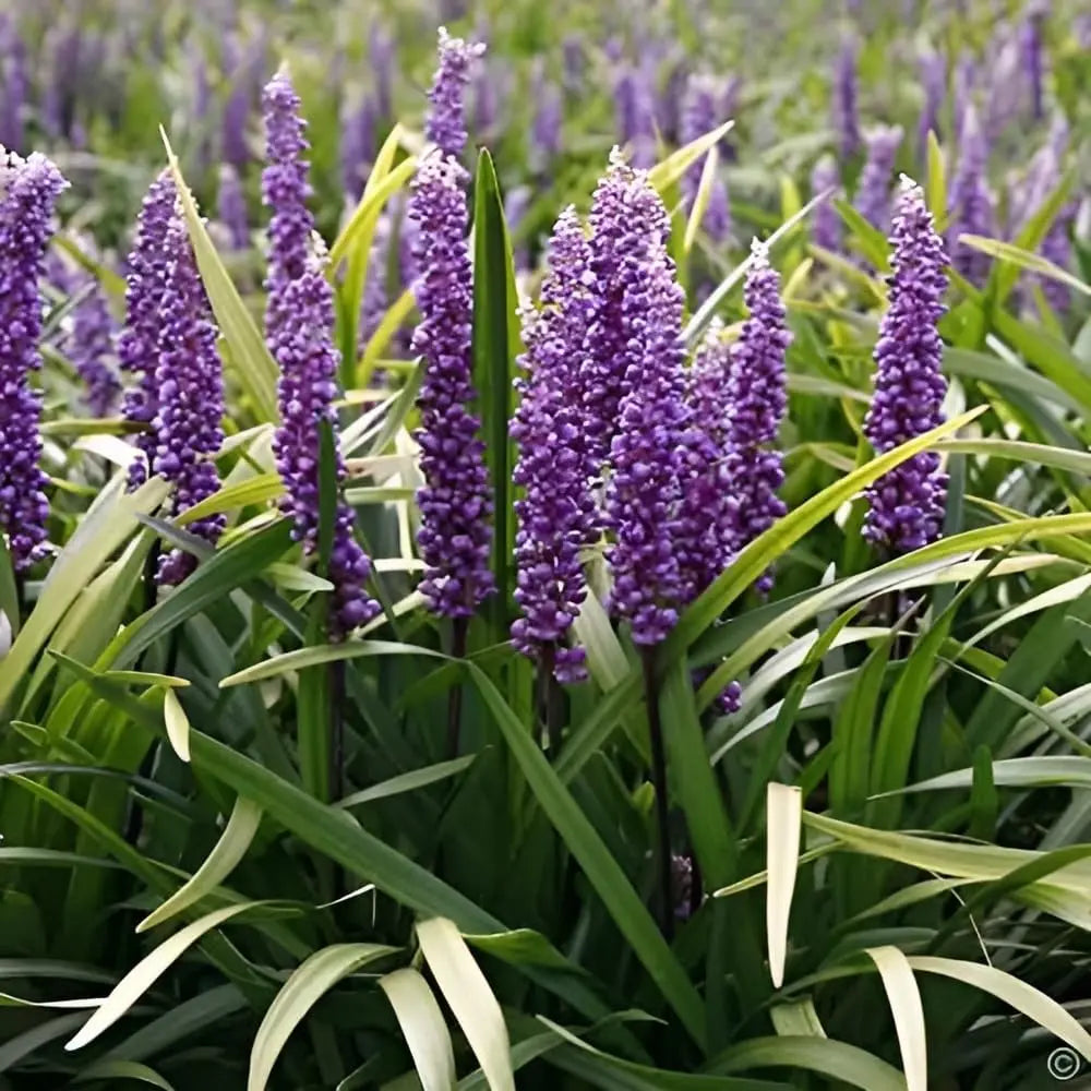 Liriope muscari 'Royal Purple' Staude von Stauden Gänge, violette Blütenrispen, grasartige Blätter, für Garten und Beet