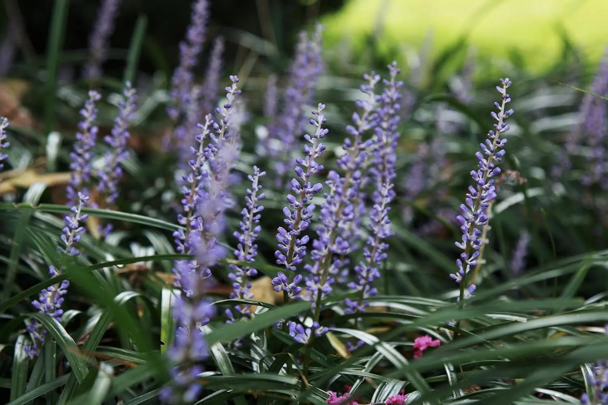 Liriope muscari 'Royal Purple', lilienartige Staude mit dunkelvioletten Blüten, von Stauden Gänge, Nahaufnahme der Pflanze