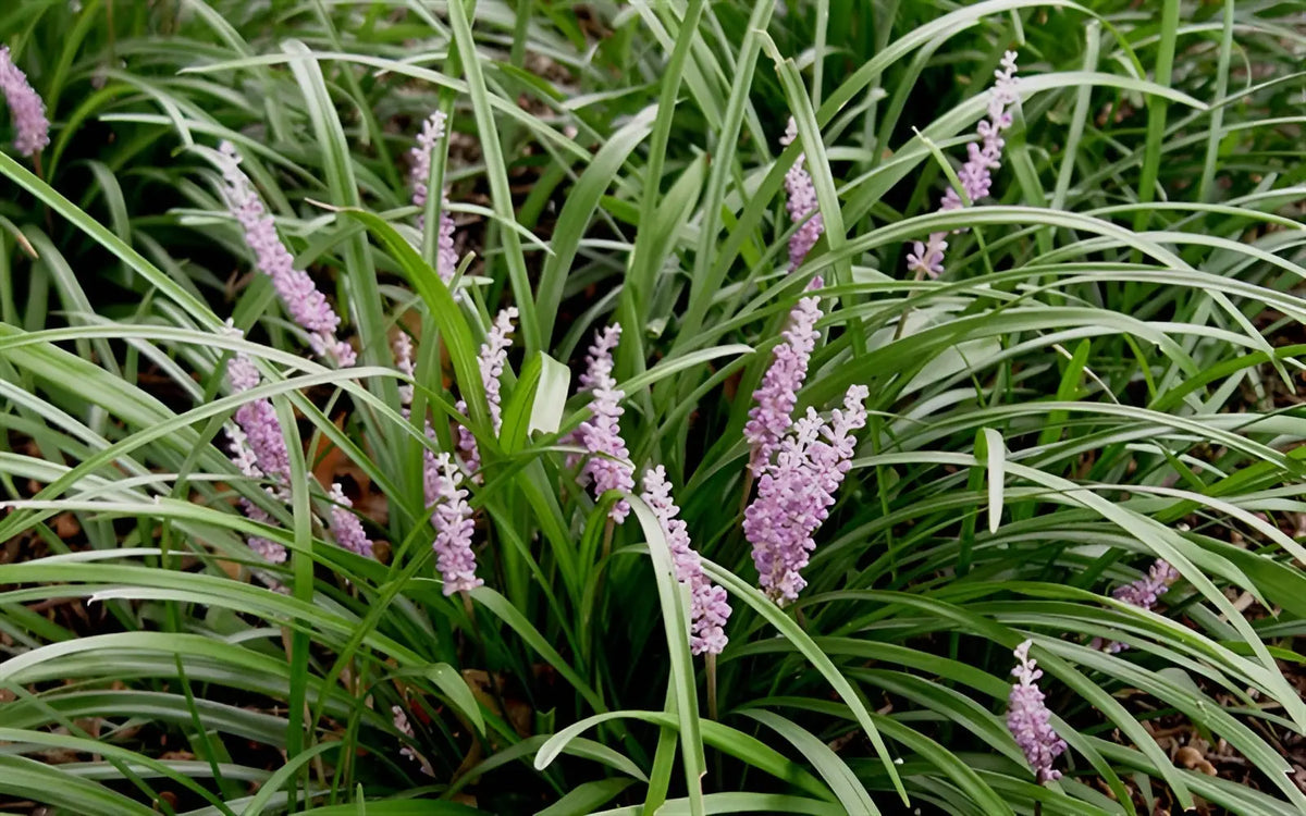 Liriope muscari 'Samantha' Staude mit rosa Lilientraube, wächst in Garten, grüne Blätter und lila Blüten.
