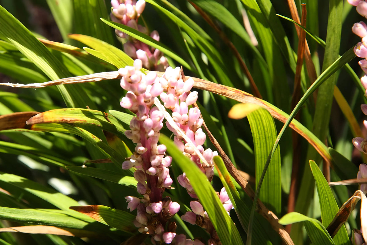 Liriope muscari 'Samantha' Staude mit rosa Lilientraube, grüne Blätter und lila Blüten, Stauden Gänge.