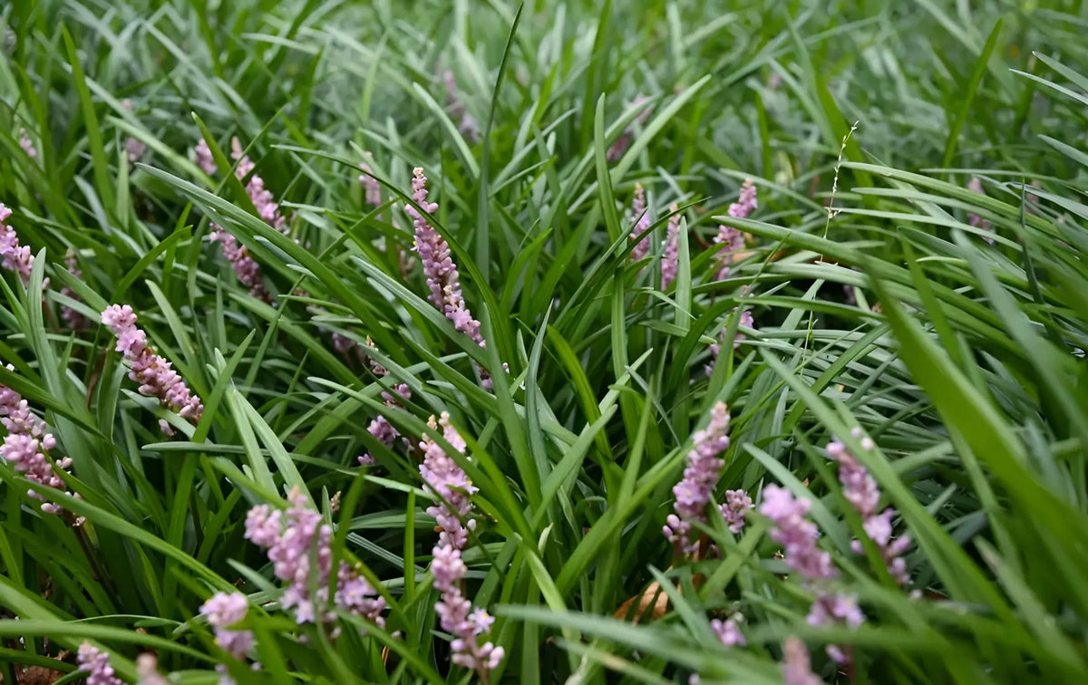 Bunte Staude Liriope muscari 'Samantha' mit rosa Lilientraube, dekorative Pflanze von Stauden Gänge.
