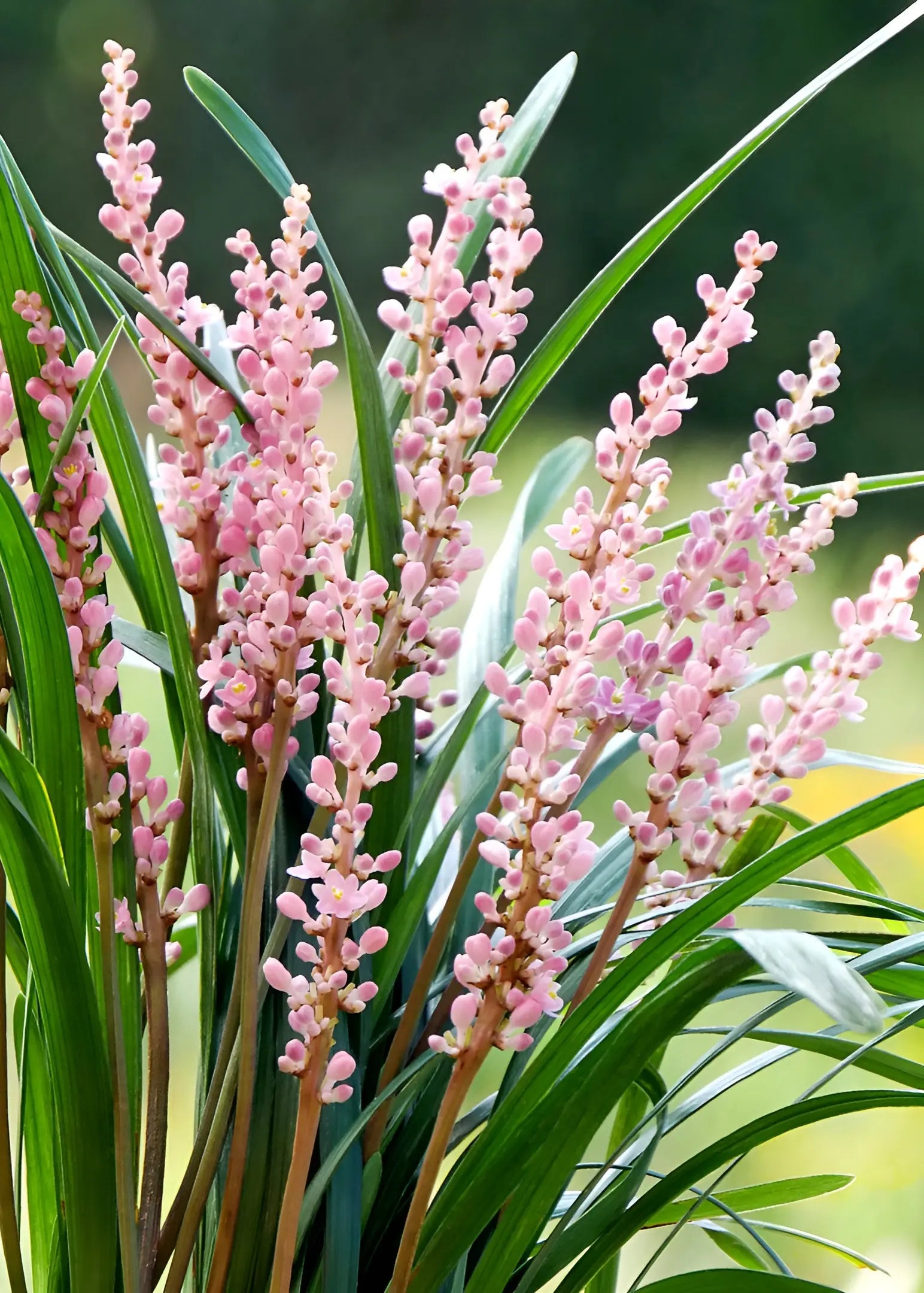 Liriope muscari 'Samantha' Staude mit rosa Lilientraube, grüne Blätter und violette Blüten, von Stauden Gänge.