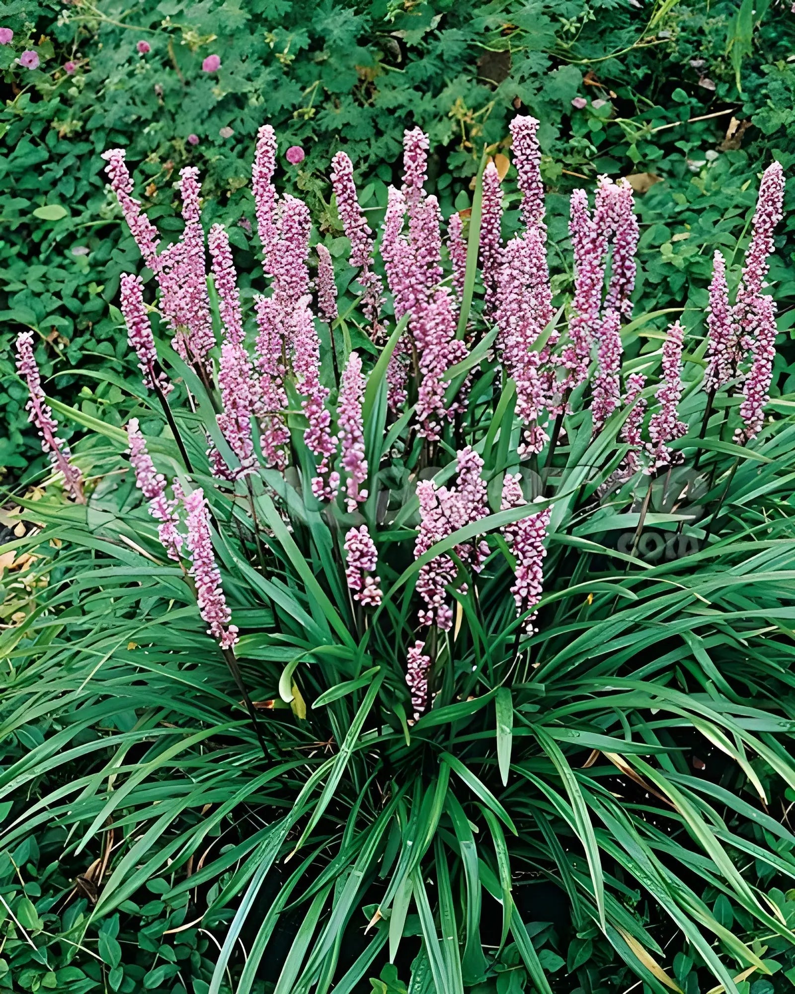 Liriope muscari 'Samantha' Staude mit rosa Lilientraube, grüne Blätter und violette Blüten, Stauden Gänge.