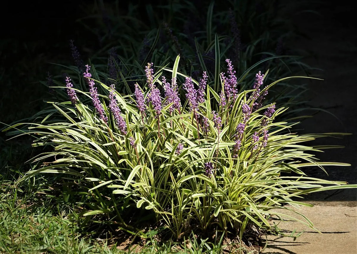 Bunte Liriope muscari 'Variegata', Staude mit variierten Blättern und lila Blüten, von Stauden Gänge.