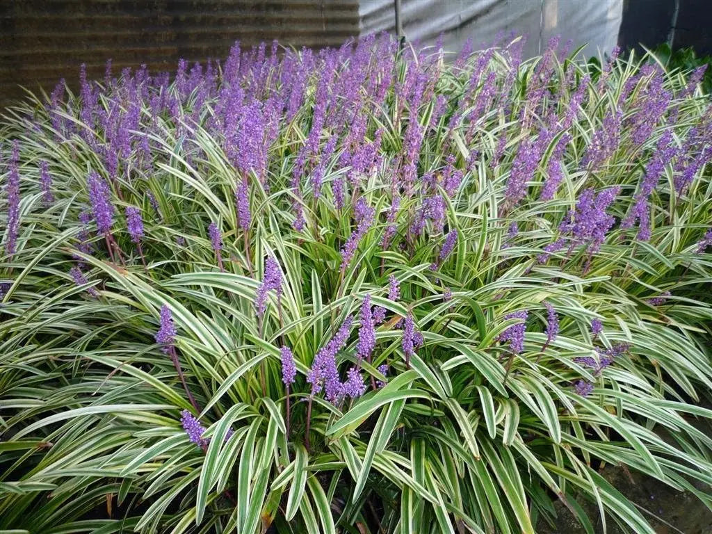 Bunte Liriope muscari 'Variegata', Staude mit gestreiften Blättern und blauen Blüten, von Stauden Gänge.