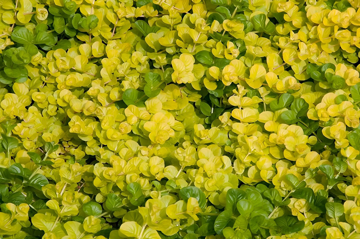 Gelbes Pfennigkraut (Lysimachia nummularia 'Aurea') Staude von Stauden Gänge, mit grünen, goldgelben Blättern