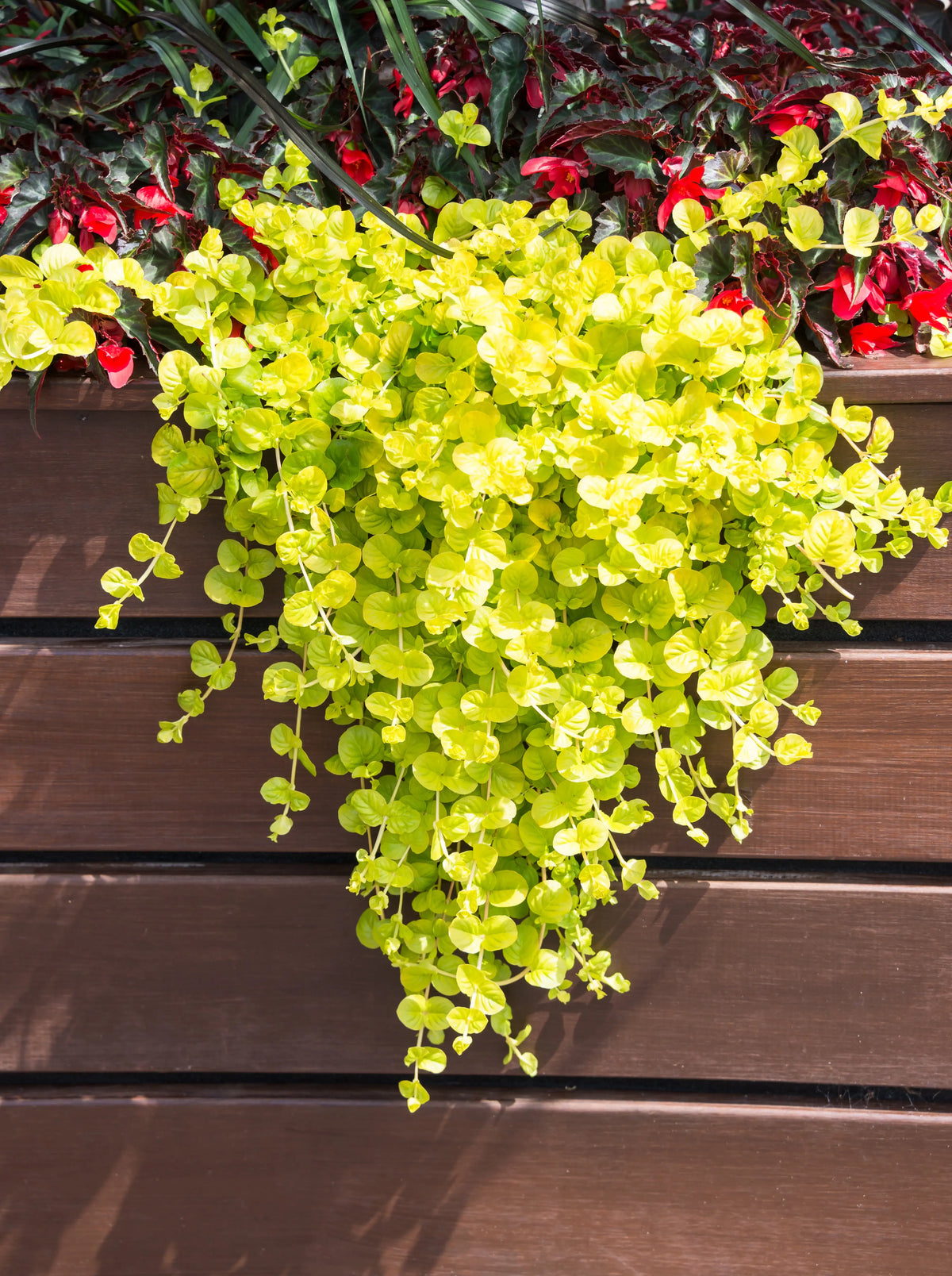 Gelbes Pfennigkraut Lysimachia nummularia 'Aurea' als Staude, mit goldgelben Blättern, von Stauden Gänge.