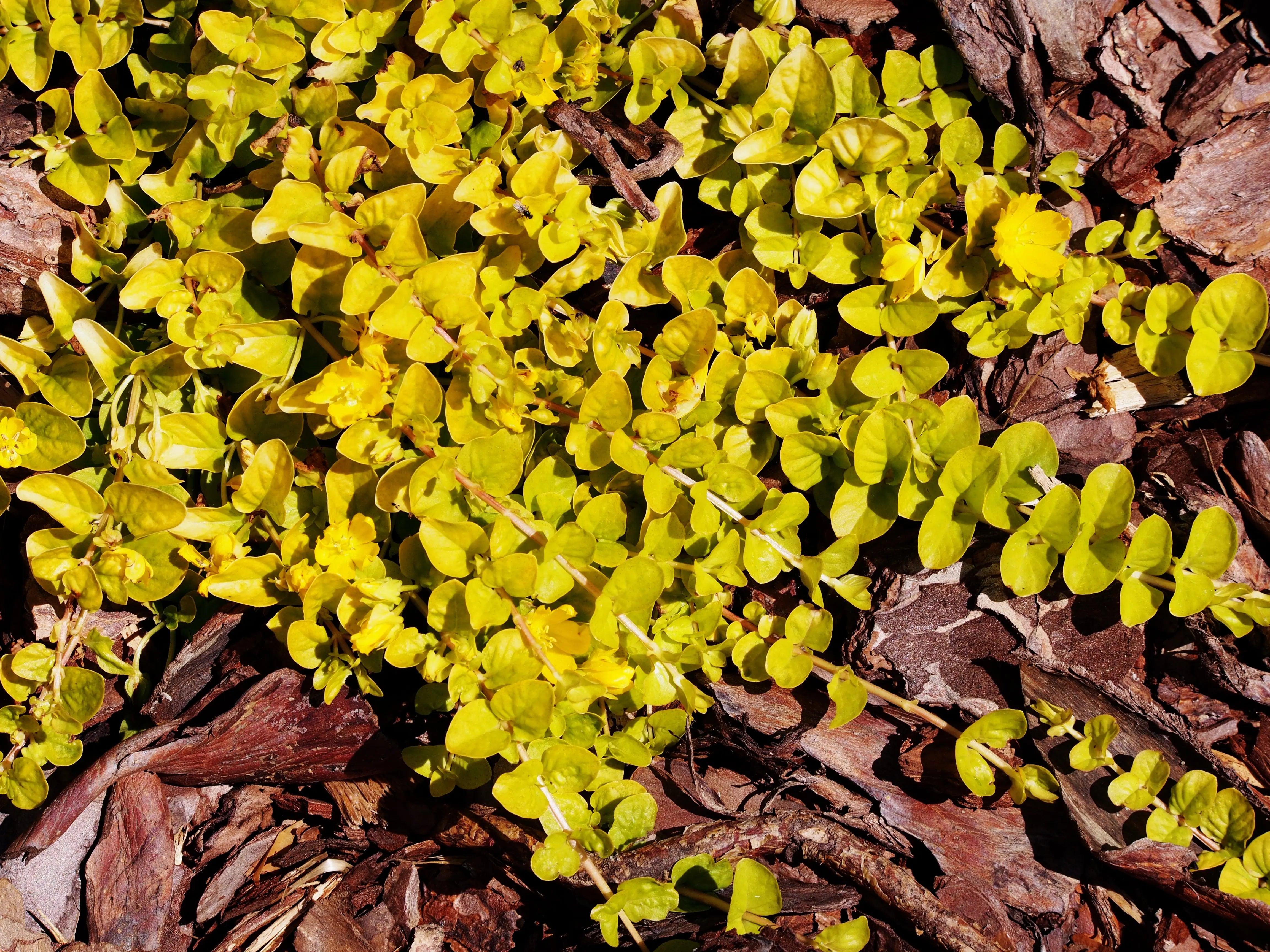 Gelbes Pfennigkraut Lysimachia nummularia 'Aurea' als Staude, grüne Blätter mit leuchtend gelben Blüten, von Stauden Gänge