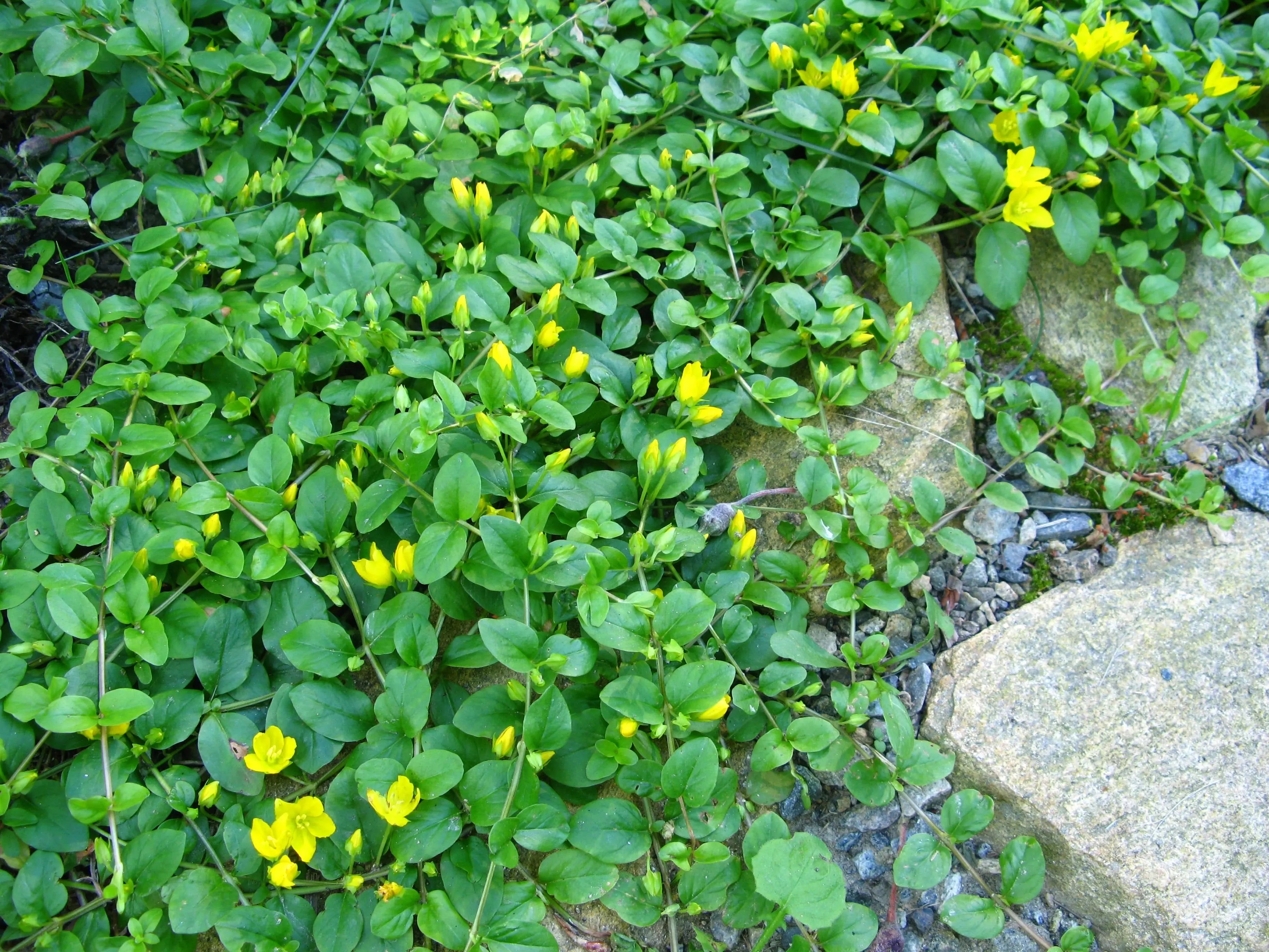 Lysimachia nummularia, Pfennigkraut, Staude von Stauden Gänge mit grünen, runden Blättern auf Gartenerde sichtbar
