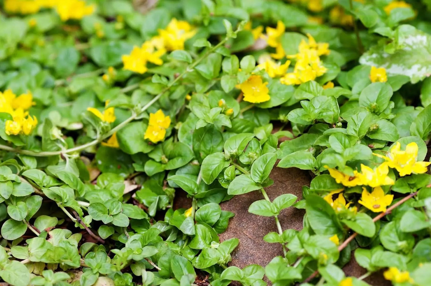 Lysimachia nummularia, Pfennigkraut Staude von Stauden Gänge, grüne Blätter und bodendeckende Pflanze, Nahaufnahme
