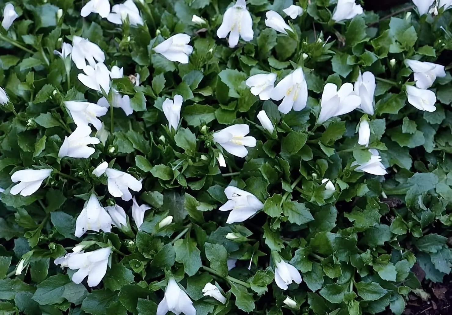Weiße Mazus reptans 'Albus' Staude mit kleinen Blüten, wächst niedrig und bodenbedeckend, von Stauden Gänge.