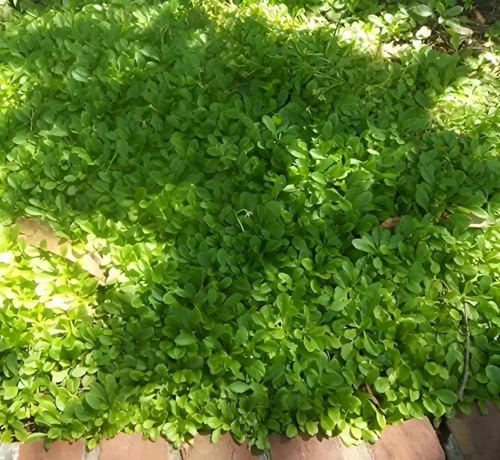 Weiße Staude Mazus reptans 'Albus' mit kleinen, blühenden Lippenmäulchen, wächst niedrig und bodendeckend in Garten.