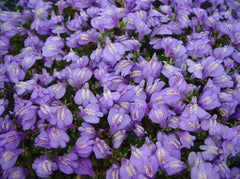 Mazus reptans Lippenmäulchen Staude, grüne Bodendeckerpflanze mit kleinen blauen Blüten, von Stauden Gänge, wächst kriechend auf dem Boden