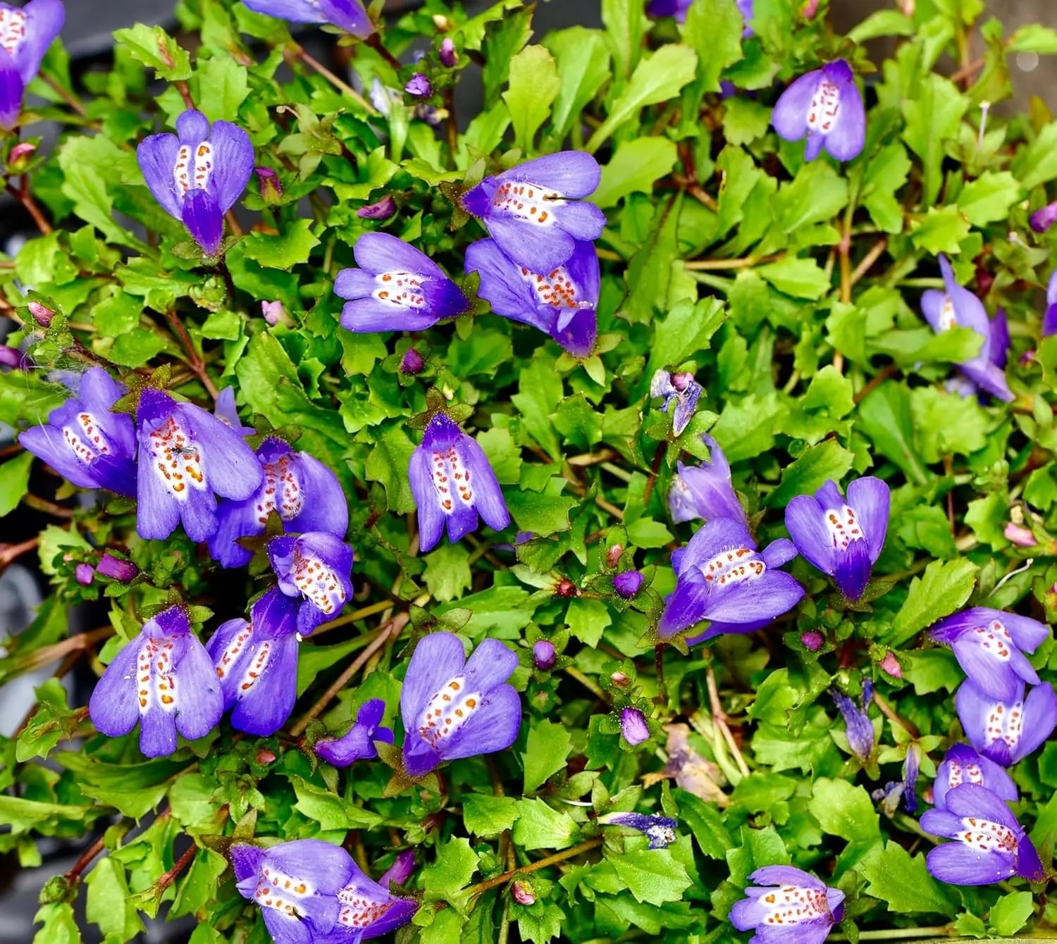 Grüne Staude Mazus reptans / Lippenmäulchen von Stauden Gänge, bodendeckende Pflanze mit kleinen blauen Blüten.