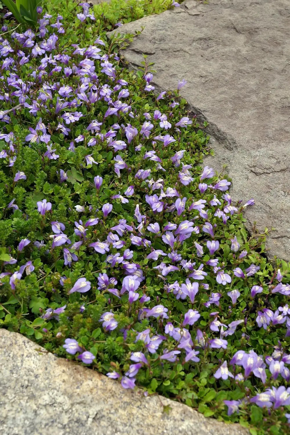 Mazus reptans Lippenmäulchen Staude von Stauden Gänge, grüne Bodenbedeckung mit kleinen blauen Blüten, wächst dicht und niedrig.