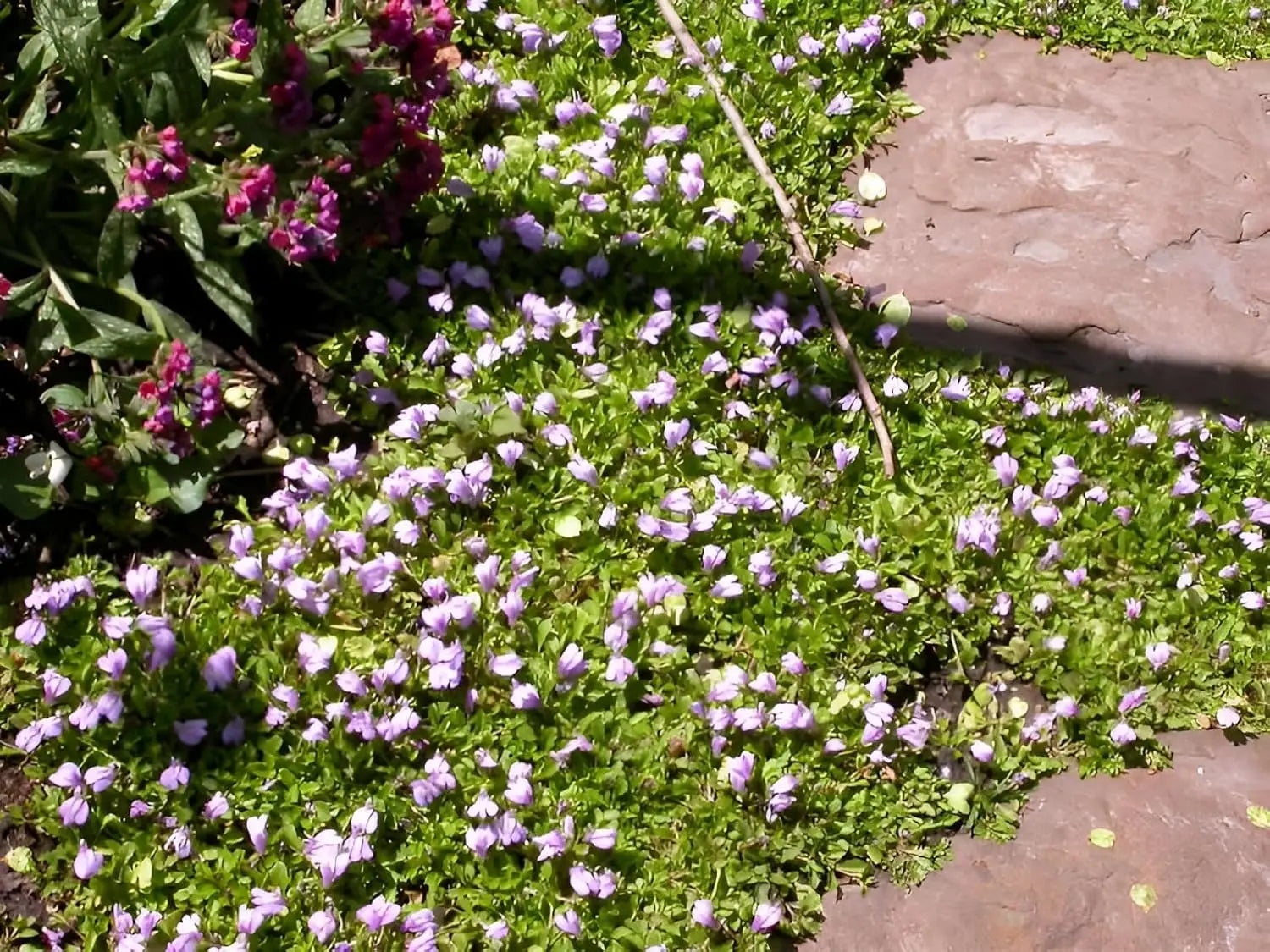 Mazus reptans Lippenmäulchen Staude von Stauden Gänge, grüne Bodendecker mit kleinen blauen Blüten im Garten.