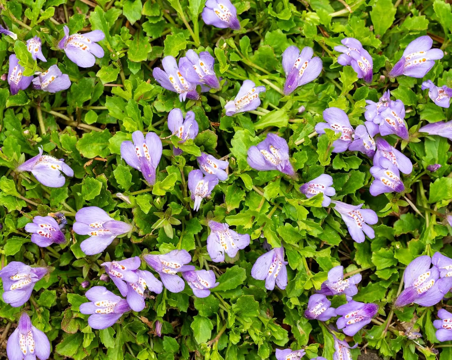 Grün blühende Mazus reptans Staude von Stauden Gänge, Lippenmäulchen mit kleinen Blumen und dichten Blättern.