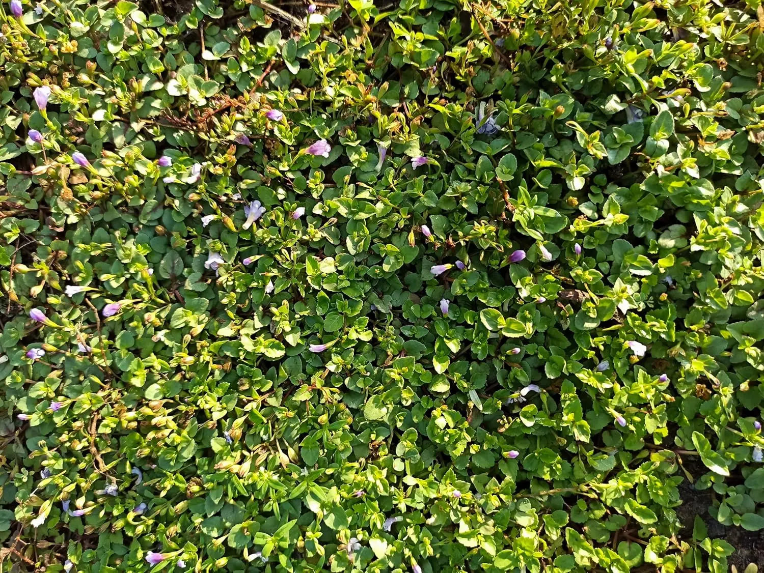 Mazus reptans Lippenmäulchen Staude von Stauden Gänge, grüne Bodendecker mit kleinen blauen Blüten auf der Pflanze