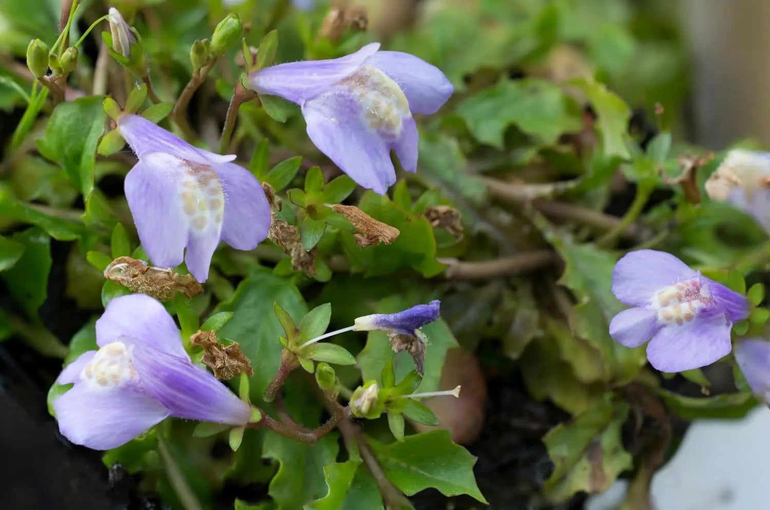 Mazus reptans Lippenmäulchen Staude von Stauden Gänge, grüne Bodendecker mit kleinen blauen Blüten, wächst niedrig und breit.