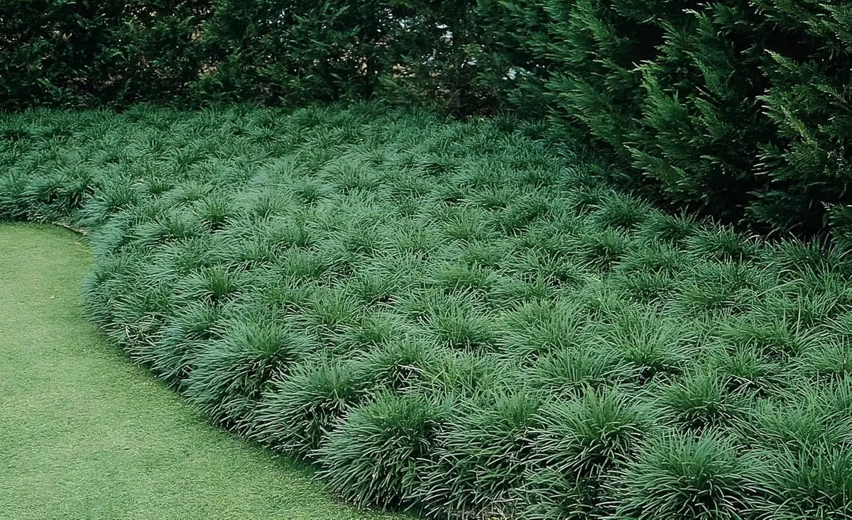 Japanischer Schlangenbart Ophiopogon japonicus, Staude von Stauden Gänge, grüne Pflanzen mit schmalen Blättern, im Garten.