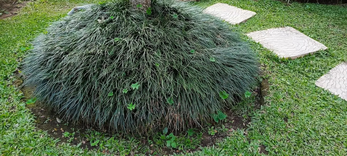 Japanischer Schlangenbart Ophiopogon japonicus, Staude von Stauden Gänge, grüne, schlangenartige Blätter in Gartenumgebung