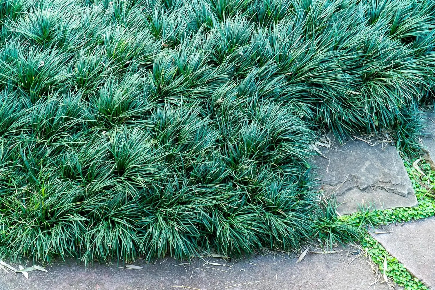 Japanischer Schlangenbart Ophiopogon japonicus Staude von Stauden Gänge, grüne Pflanze mit schmalen Blättern, im Garten.