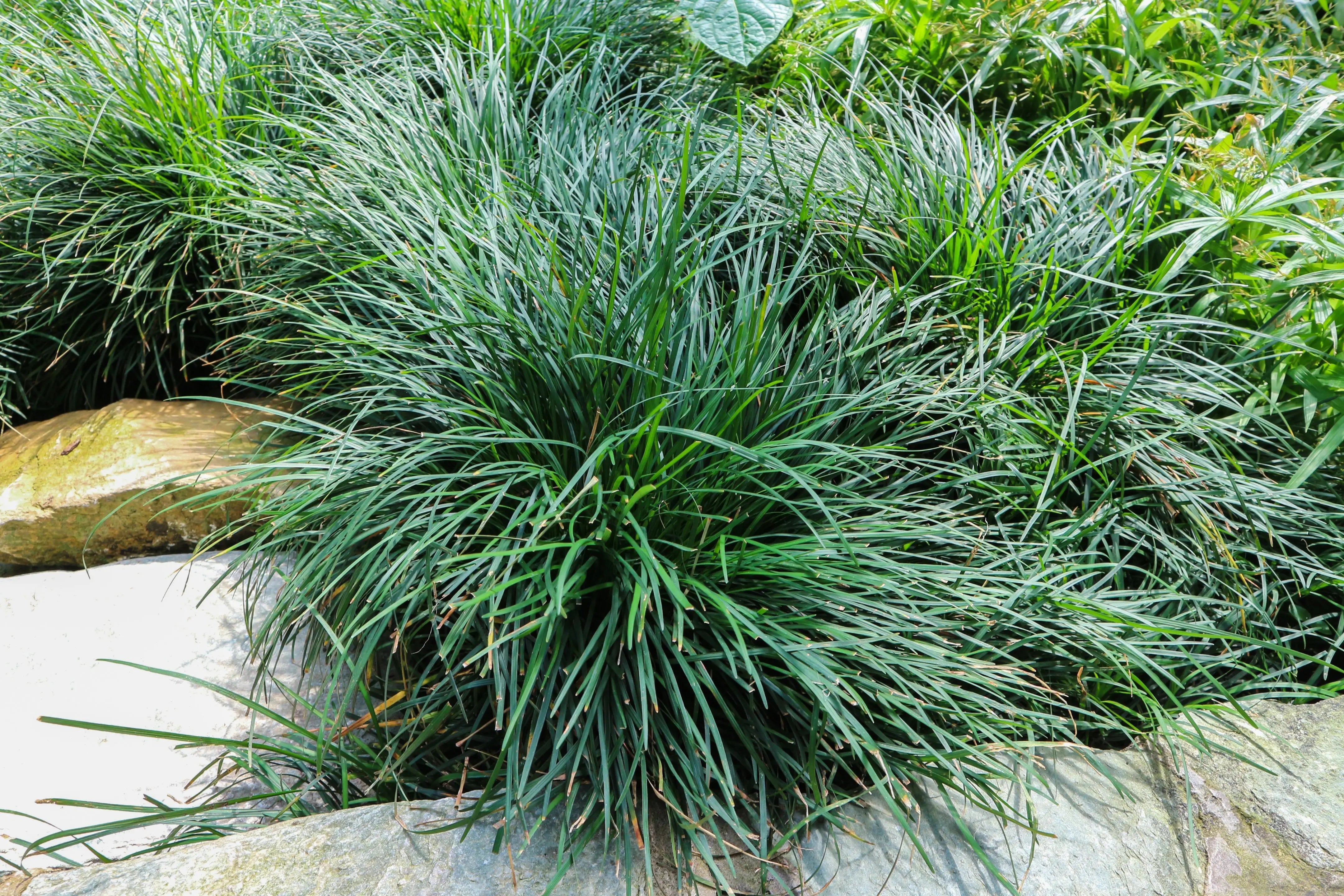 Japanischer Schlangenbart Ophiopogon japonicus, Staude mit schmalen grünen Blättern, von Stauden Gänge für Gartenbegrünung