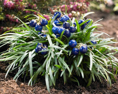 Ophiopogon japonicus ‚Nana‘ Zwerg-Schlangenbart, Staude mit dichten grünen Blättern, im Garten fotografiert.