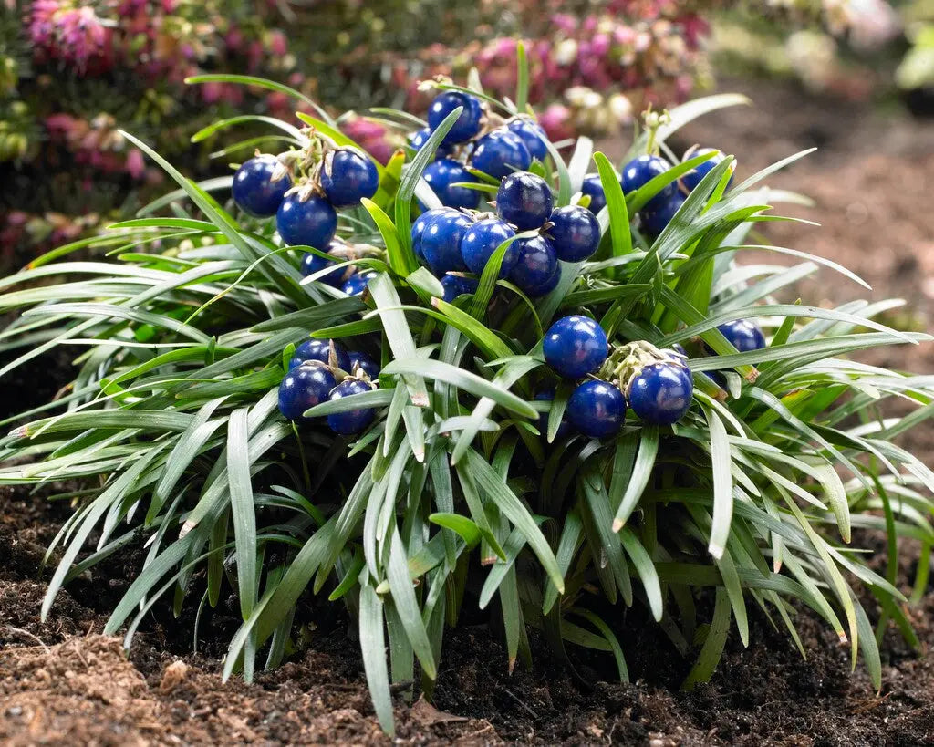 Ophiopogon japonicus ‚Nana‘ Zwerg-Schlangenbart, Staude mit dichten grünen Blättern, im Garten fotografiert.