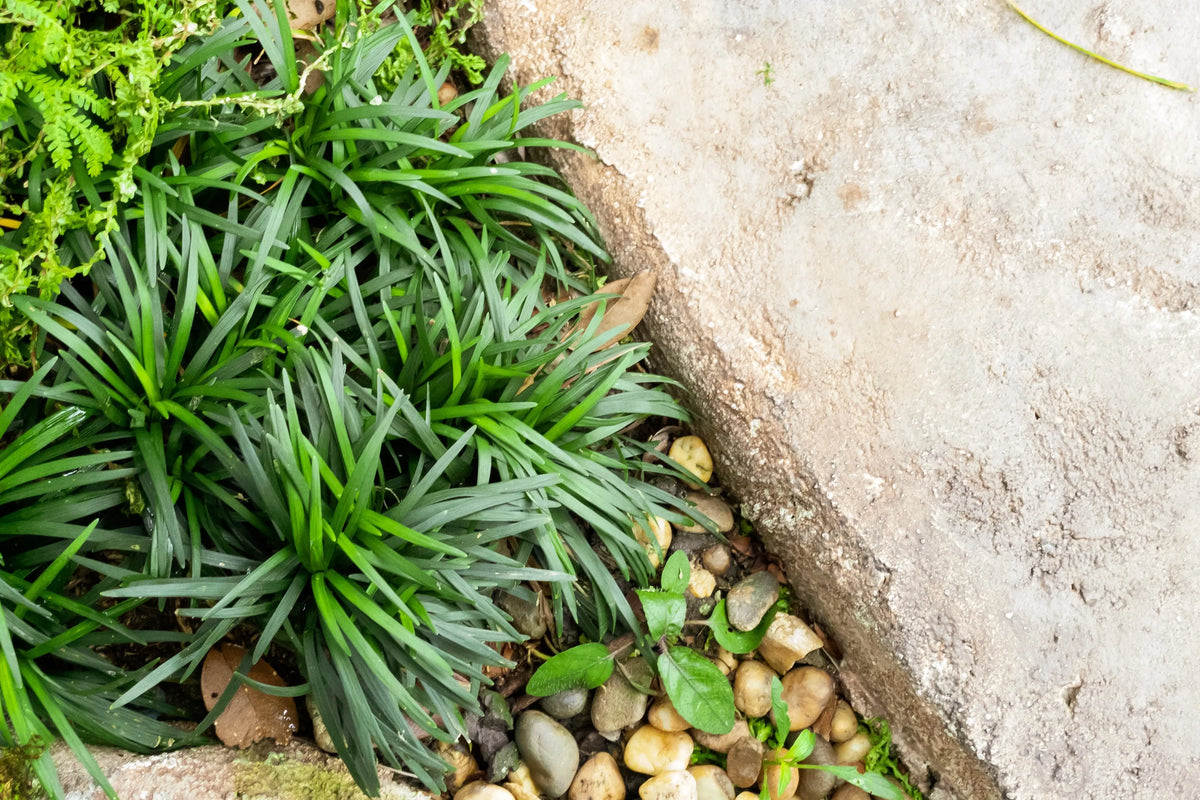 Zwerg-Schlangenbart Ophiopogon japonicus ‚Nana‘, Staude von Stauden Gänge, grüne schmale Blätter, langsam wachsend