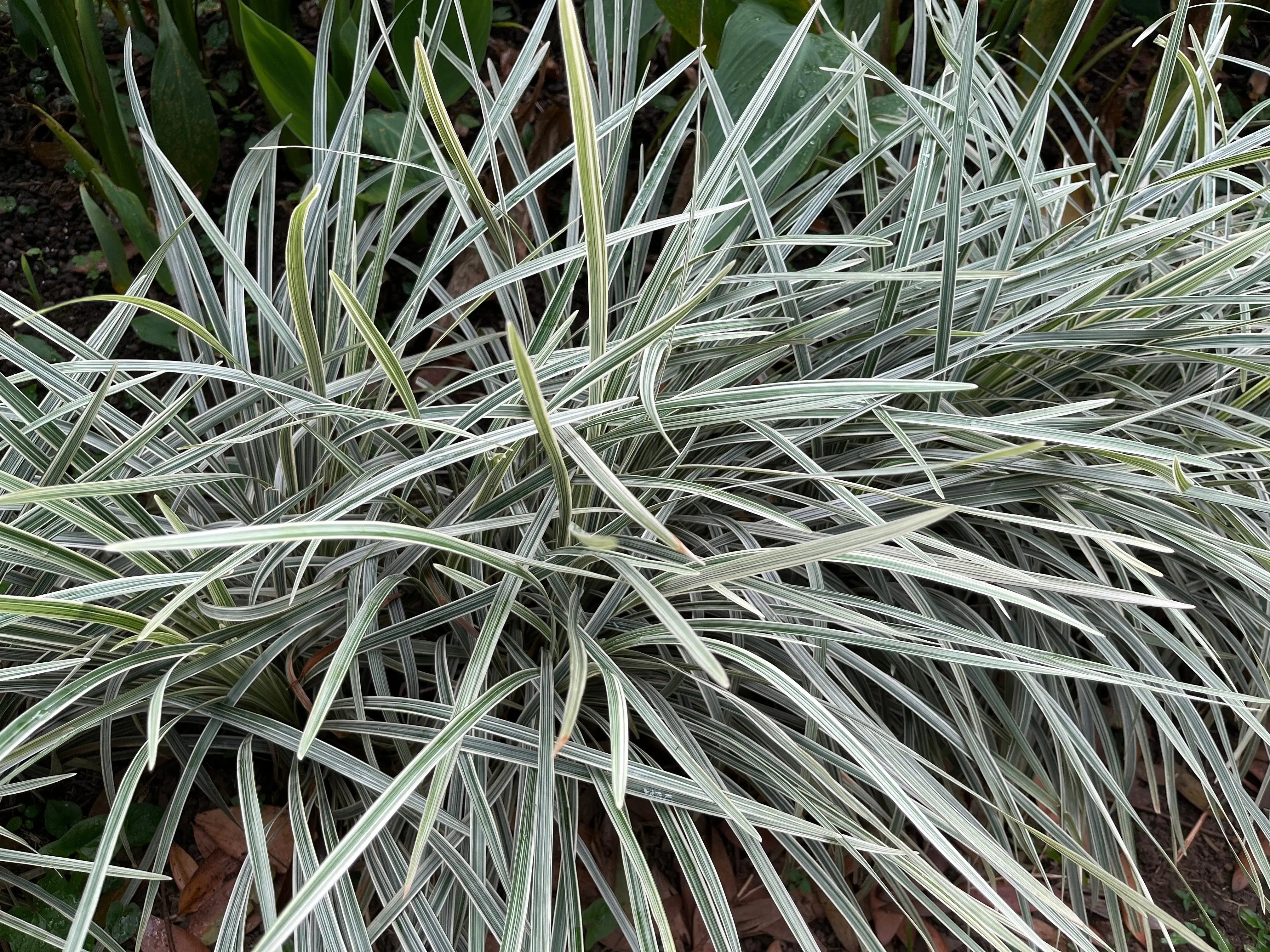 Bunte Staude Ophiopogon japonicus 'Silver Dragon' mit silbrigen Blättern, Japanischer Schlangenbart, Stauden Gänge