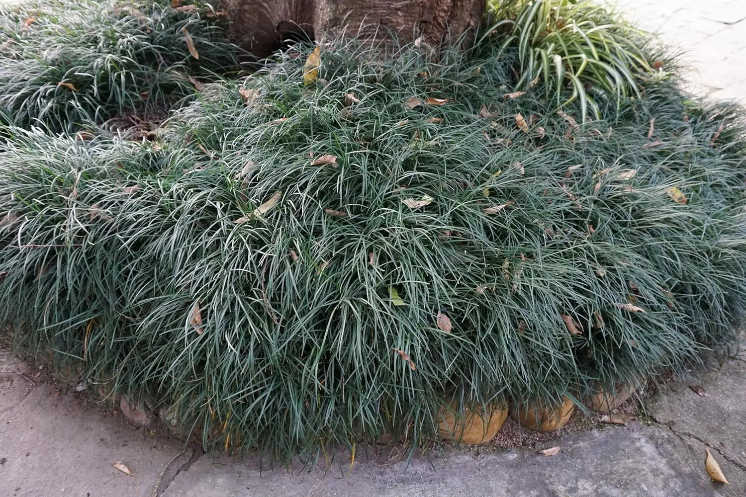 Japanischer Schlangenbart (Ophiopogon japonicus 'Sparkler') Staude von Stauden Gänge, grünes Laub mit zierlichen Blüten.