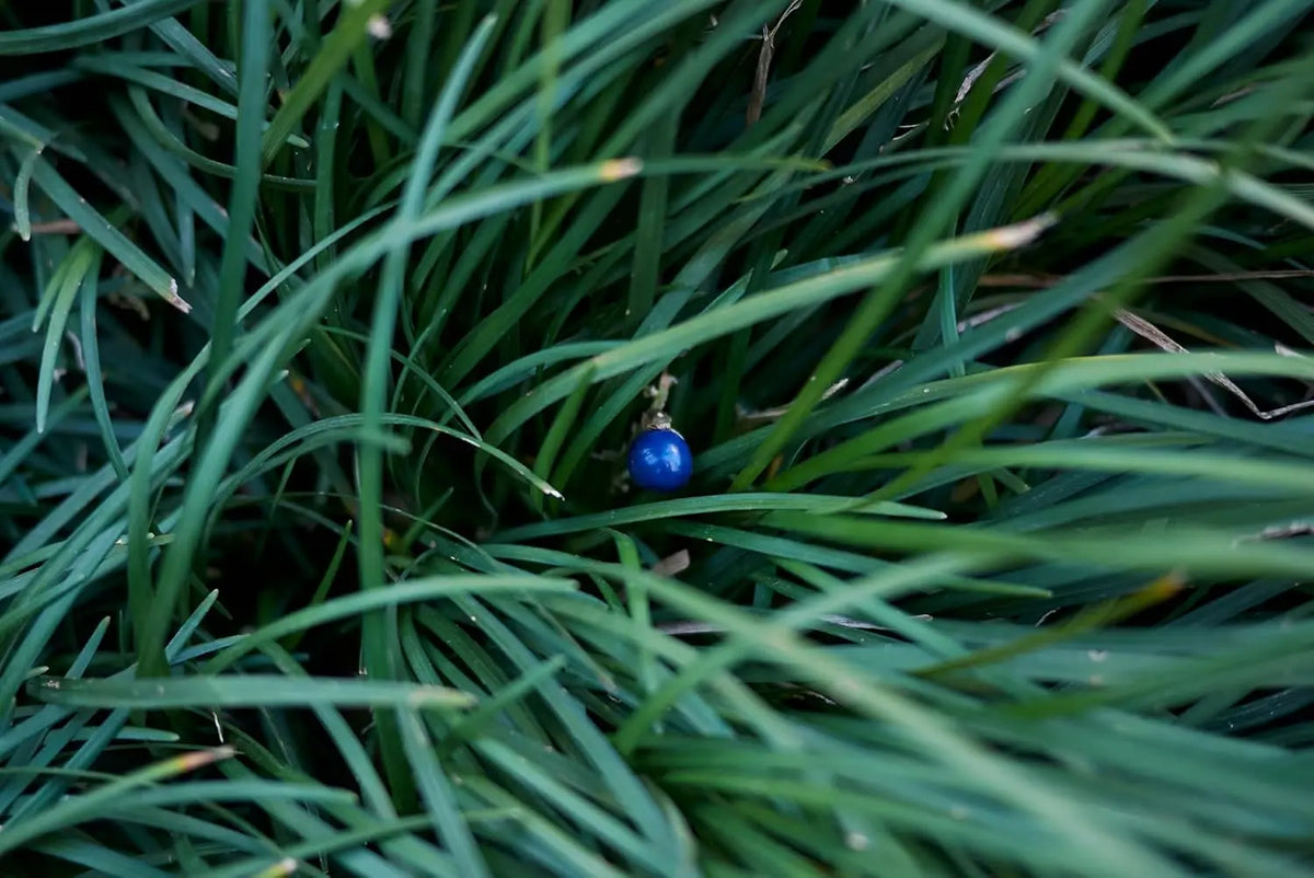 Japanischer Schlangenbart Ophiopogon japonicus 'Sparkler' Staude von Stauden Gänge, grüne Pflanze mit schmalen Blättern