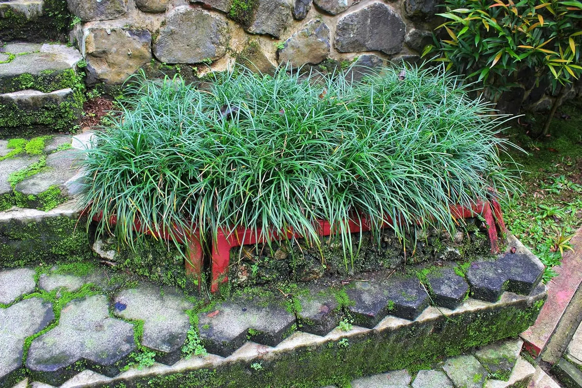 Japanischer Schlangenbart Ophiopogon japonicus 'Sparkler' Staude, dunkelgrünes Laub, wächst als Bodendecker, von Stauden Gänge.